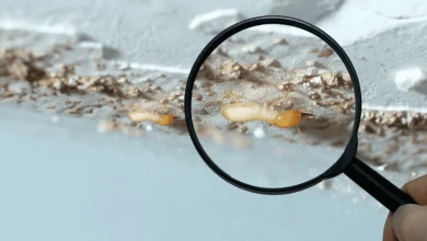the-ultimate-guide-to-termite-inspection:-protecting-your-property-from-silent-destroyers