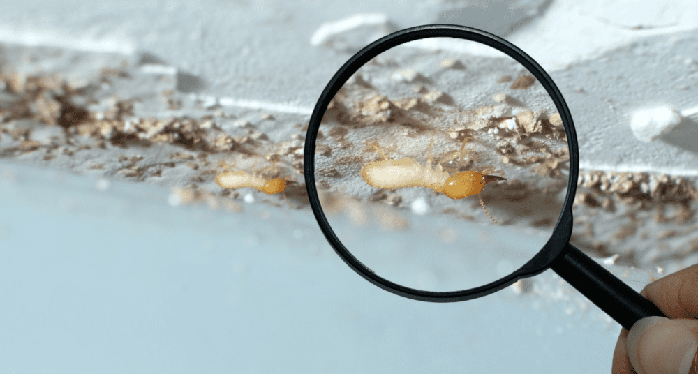the-ultimate-guide-to-termite-inspection:-protecting-your-property-from-silent-destroyers